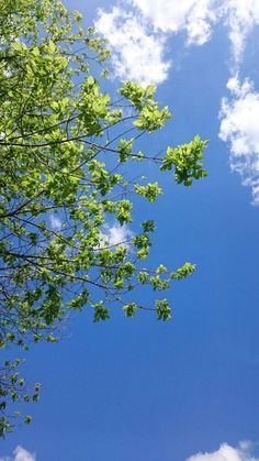 the blue sky has clouds and green leaves