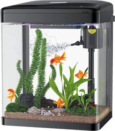 an aquarium with plants and rocks in it