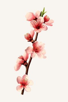 a branch with pink flowers on it against a white background, watercolor drawing or illustration