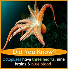 an octopus is swimming in the water with words below it that read, did you know?