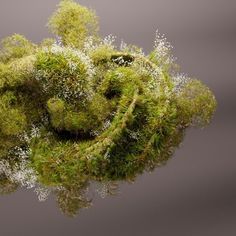 a green plant with white flowers on it