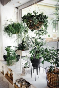 several potted plants hanging from the ceiling in a room with white walls and flooring