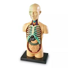 a model of the human body with bones and ribs on a black stand against a white background