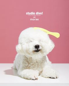 a small white dog with a yellow comb on its head, sitting in front of a pink background