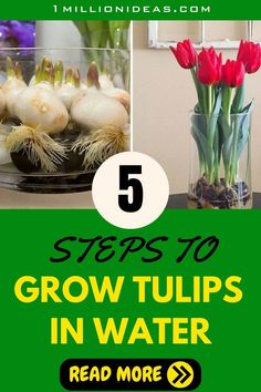 the top five tips to grow tulips in water