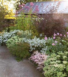 an assortment of plants and flowers in front of a house