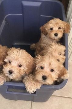 four puppies sitting in a blue litter box