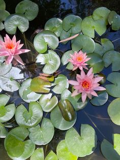 two pink water lilies floating on top of green leaves