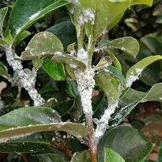 snow is on the leaves of an orange tree