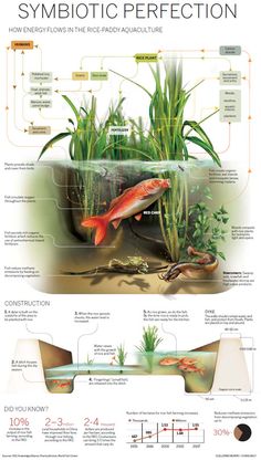 an info poster showing different types of plants and animals in the water, with information about how to use them