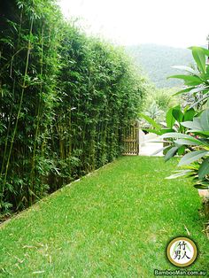 a lush green yard with lots of trees and bushes next to it, in front of a bamboo fence