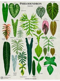 an illustration of different types of plants and their leaves, from the book'plant identification guide