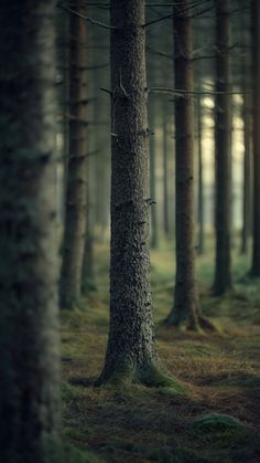 a forest with lots of tall trees in the foreground and grass on the ground