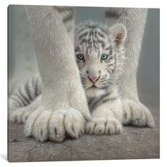 a white tiger cub with blue eyes is standing between its mother's legs in front of the camera