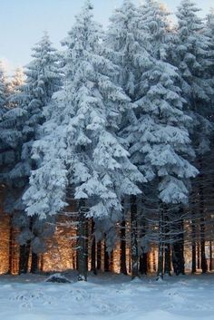 snow covered trees in the middle of a forest