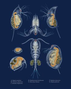 an image of different types of human organs