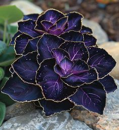 a purple flower sitting on top of a pile of rocks