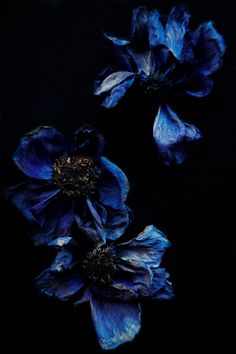 three blue flowers on a black background