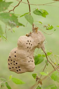 a bird nest hanging from a tree branch