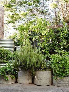 an image of some plants in cement pots