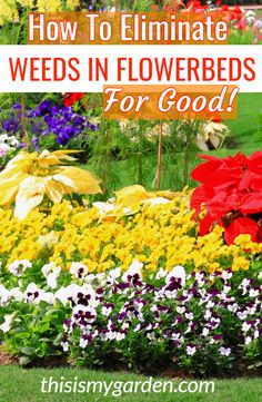 colorful flowers with text overlay how to eliminate weeds in flowerbeds for good