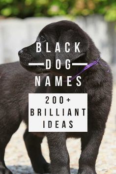 a black dog standing on top of a stone floor next to a sign that says, black dog names 200 + brilliant ideas