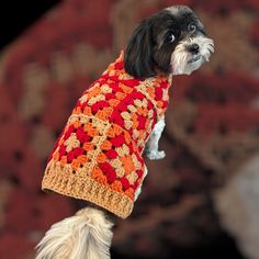 a small dog wearing a crocheted sweater