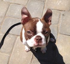 a small brown and white dog sitting on top of a stone floor next to a black leash