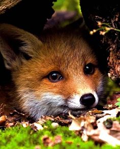 a close up of a small fox laying on the ground near a tree trunk with its eyes wide open