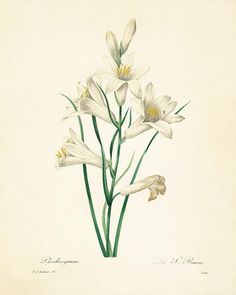 an illustration of white flowers with yellow stamens in the center and green stems