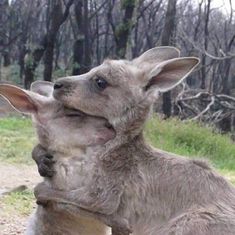 two kangaroos are playing with each other in the grass and dirt area near trees