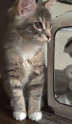 a cat is standing next to a mirror