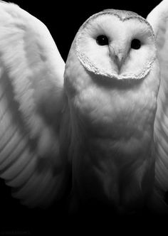 an owl with its wings spread out in front of a black background and white photo