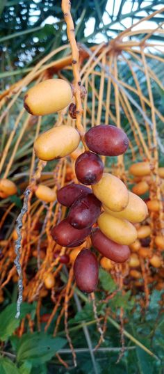 the fruit is growing on the tree and ready to be picked from it's roots