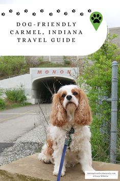 a dog sitting on top of a wooden bench next to a sign that says dog - friendly carmel, indiana travel guide