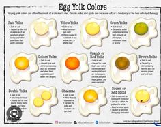 an egg yolk color chart with different types of eggs in it and the names