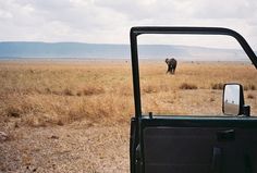 an elephant walking across a dry grass covered field next to a car door open in front of it