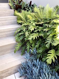 some very pretty plants by some stairs