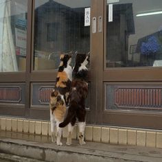 two cats standing on their hind legs in front of a door and looking at each other