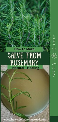 rosemary plant with the title how to make salve from rosemary natural - healing