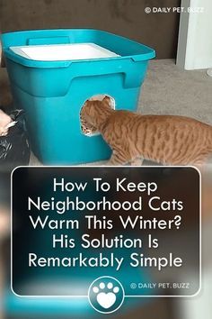 a cat is standing in front of a blue bucket with the caption how to keep neighborhood cats warm this winter? his solution is remarkablely simple