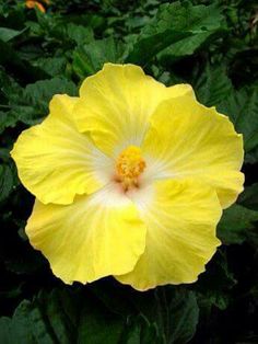 a large yellow flower with green leaves around it's center and the middle part of its blooming