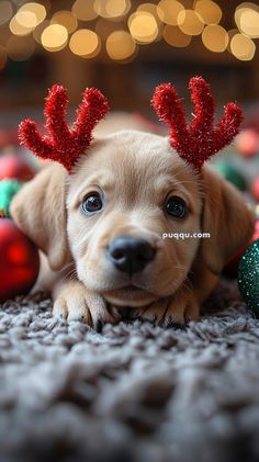 a puppy with red antlers on his head laying down next to christmas balls and ornaments