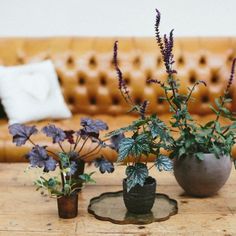 three potted plants sitting on top of a wooden table next to a leather couch