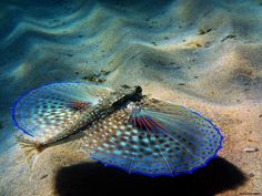 a large blue and white fish laying on top of the ocean floor next to sand