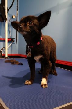 a small black dog standing on top of a blue mat