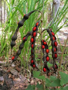 some red berries are growing in the grass