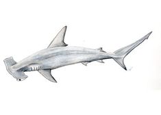 a drawing of a shark on white paper