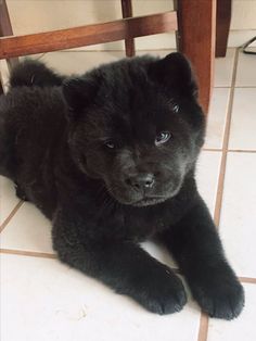 Black Chow Chow, Chow Chow Dog, Chow Dog, Black Puppy, Very Cute Dogs, Puppies And Kitties, Pretty Dogs