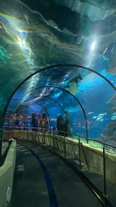 people are looking at fish in an aquarium